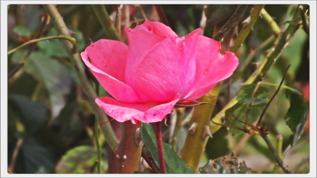 Pousada Das Rosas Campos do Jordão Exterior foto